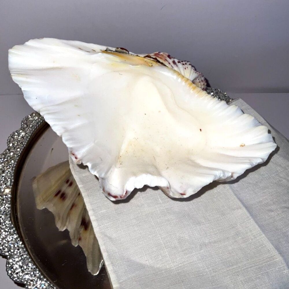 Beautiful ruffled clam shell NJ beach - Picture 2 of 6